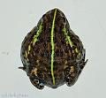 Pyxicephalus adspersus 03